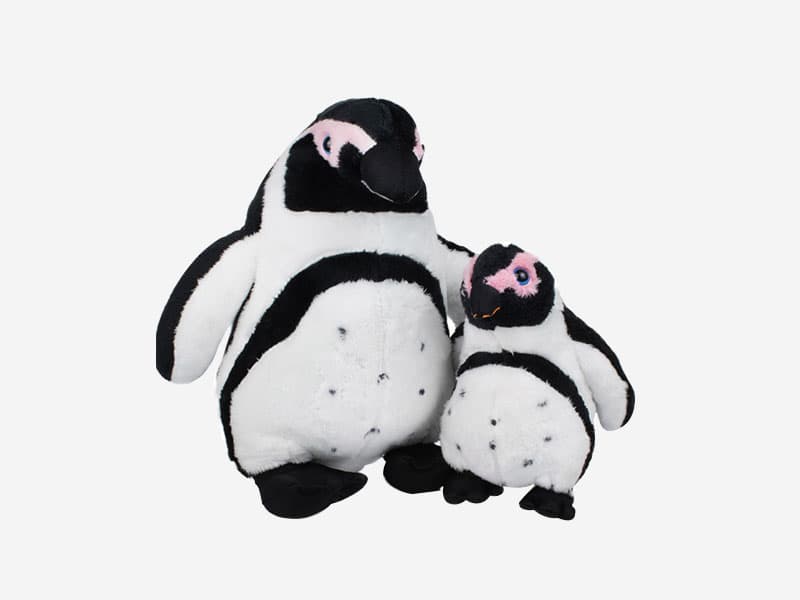 African Penguin